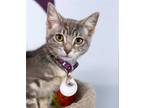Adopt Lea a Gray, Blue or Silver Tabby Domestic Shorthair / Mixed (short coat)