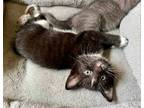 Adopt Eclipse and Solis a Black & White or Tuxedo Domestic Shorthair / Mixed