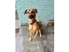 Adopt Sarabi a Foxhound dog in Roanoke, VA (39025187)