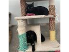 Adopt Thunder a All Black Domestic Shorthair / Mixed (short coat) cat in