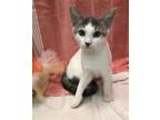 Adopt Amelia a Gray or Blue (Mostly) Domestic Shorthair / Mixed (short coat) cat