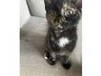 Adopt Missy a Domestic Shorthair / Mixed cat in Columbus, OH (38976771)