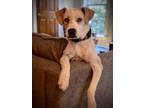 Adopt DAFFY a Tan/Yellow/Fawn Labrador Retriever / Hound (Unknown Type) / Mixed