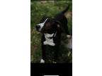 Adopt Peewee a Black - with White Pit Bull Terrier / Mixed dog in Cuyahoga