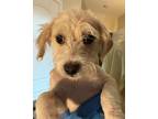 Adopt North a Havanese, Terrier