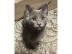 Adopt Nugget a Gray or Blue Domestic Shorthair / Mixed cat in Columbus