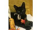 Adopt Choco a All Black Domestic Shorthair / Mixed cat in Columbus