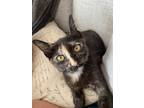 Adopt Eyelash Viper a Tortoiseshell Domestic Mediumhair cat in Merrifield