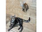 Adopt Chester and Oak a Domestic Shorthair / Mixed (short coat) cat in