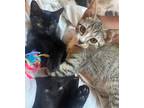 Adopt Nashville a Brown Tabby Domestic Shorthair / Mixed (short coat) cat in Los
