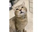 Adopt Brimley a Brown Tabby Domestic Shorthair / Mixed (short coat) cat in