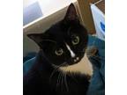 Adopt Chanho a Black & White or Tuxedo Domestic Shorthair / Mixed (short coat)