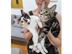 Adopt Doja Cat and Gadget - Perfect Pair a Calico or Dilute Calico Domestic