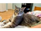 Adopt Radley a Gray or Blue (Mostly) Domestic Shorthair / Mixed (short coat) cat