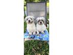 Adopt Mikey & Chico a Shih Tzu / Mixed dog in Davie, FL (39039489)