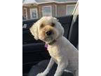 Adopt Penny a Tan/Yellow/Fawn Poodle (Miniature) / Mixed dog in Cherry Hill