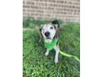 Adopt Stu a Beagle dog in Dickson, TN (39147749)