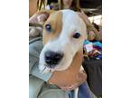 Adopt Barbie (Barbie Litter) a Tan/Yellow/Fawn Pit Bull Terrier / Mixed Breed