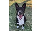 Adopt Mila a Terrier (Unknown Type, Small) / Border Collie / Mixed dog in New