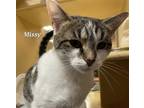Adopt Missy (23-189) a Domestic Shorthair / Mixed cat in York County