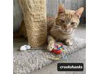 Adopt Crookshanks & Beetle. ***COURTESY POST*** a Domestic Shorthair / Mixed cat