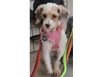 Adopt Lizzie a White - with Brown or Chocolate Toy Poodle / Mixed dog in