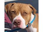 Adopt Rocko a Pit Bull Terrier