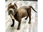 Adopt Torgito a Brown/Chocolate Pit Bull Terrier / Mixed Breed (Medium) / Mixed