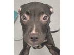 Adopt Blanche a Pit Bull Terrier / Mixed dog in Sheboygan, WI (39191453)