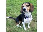Adopt Loki Beagle 2023 a Tricolor (Tan/Brown & Black & White) Beagle / Mixed dog