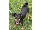 Adopt Carey a Black - with Tan, Yellow or Fawn Miniature Pinscher / Mixed dog in