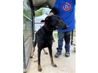 Adopt Rolo a Black Doberman Pinscher / German Shepherd Dog / Mixed dog in