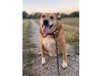 Adopt Jaxon a Tan/Yellow/Fawn Cattle Dog / Shepherd (Unknown Type) / Mixed dog