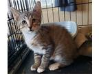 Adopt BushMaster a Domestic Mediumhair / Mixed cat in San Antonio, TX (38954078)