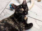 Adopt Lucy a Domestic Shorthair / Mixed cat in San Antonio, TX (38975843)