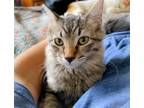 Adopt Rosie a Domestic Mediumhair / Mixed cat in San Antonio, TX (39048370)