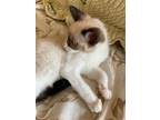 Adopt Dakota a Siamese / Mixed cat in San Antonio, TX (39066708)