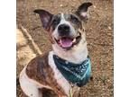 Adopt Ryker a White - with Tan, Yellow or Fawn Blue Heeler / Mixed dog in