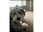 Adopt Asher a Gray/Blue/Silver/Salt & Pepper Aussiedoodle / Poodle (Miniature) /