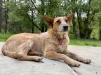 Adopt Winnie a Red/Golden/Orange/Chestnut Australian Cattle Dog dog in Boulder