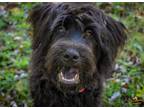 Adopt Fanny a Black Old English Sheepdog / Mixed dog in Tulsa, OK (38927207)