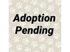 Adopt Oreo a Black Australian Kelpie / Mixed Breed (Medium) / Mixed dog in
