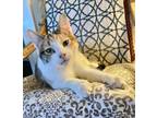 Adopt Peaches a Calico (short coat) cat in Palo Alto, CA (38944530)