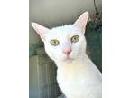 Adopt Clary a White Domestic Shorthair (short coat) cat in Palo Alto