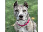 Adopt Evie a Brindle American Staffordshire Terrier / Mixed dog in St.