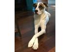 Adopt Maverick a White - with Brown or Chocolate Mutt / Mixed dog in Boca Raton
