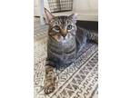 Adopt Goose a Brown Tabby Domestic Shorthair / Mixed (short coat) cat in Olive