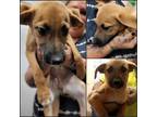 Adopt Tia a Brown/Chocolate - with Black Australian Cattle Dog / Mixed dog in