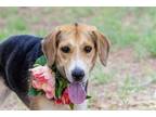 Adopt Agatha/Blossom a Beagle / Mixed dog in Scottsdale, AZ (39049784)
