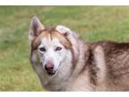 Adopt KERMIT a Gray/Silver/Salt & Pepper - with White Siberian Husky / Mixed dog